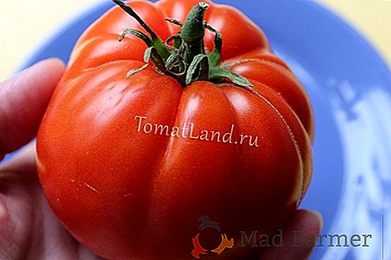 Урожайний сорт томата «Слот F1»: секрети вирощування і опис сорту
