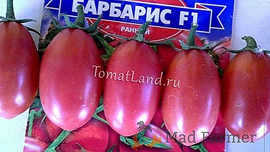 Híbrido termófilo y su foto - tomate "Pink King" F1: características y descripción de la variedad