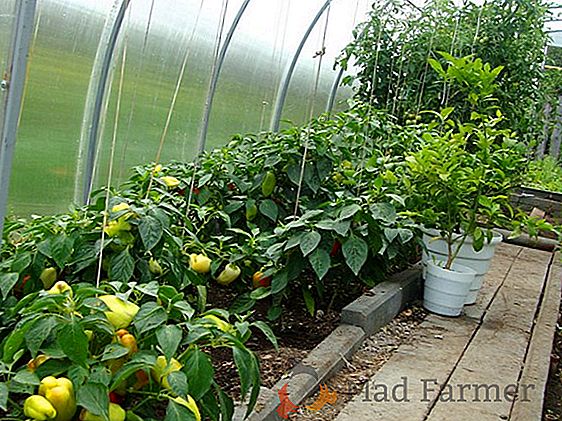 Savjeti i trikovi kako sjetiti sadnice papra: ispravna učestalost i količina navodnjavanja, razlike u navodnjavanju prije i poslije berbe, a ne ulijevati za dobar rast