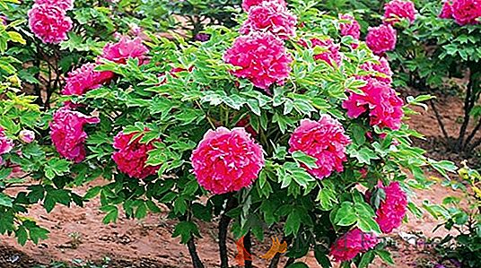 Per raggiungere il successo nella coltivazione, piantatura e cura della varietà determinante - pomodoro Cherry Blosem F1