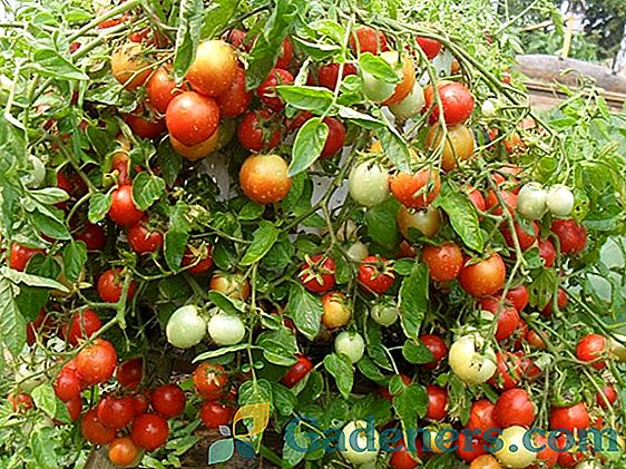 Tomat Gin i Gina TST: Karakteristike sorte i preporuke za uzgoj