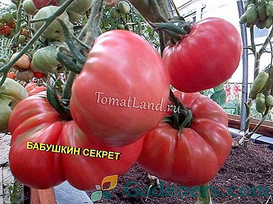 Tomato Bear-toed: opis sort in pravil kmetovanja