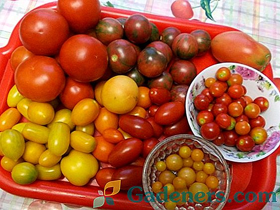 Tomato Budenovka: časovno preizkušena sorta