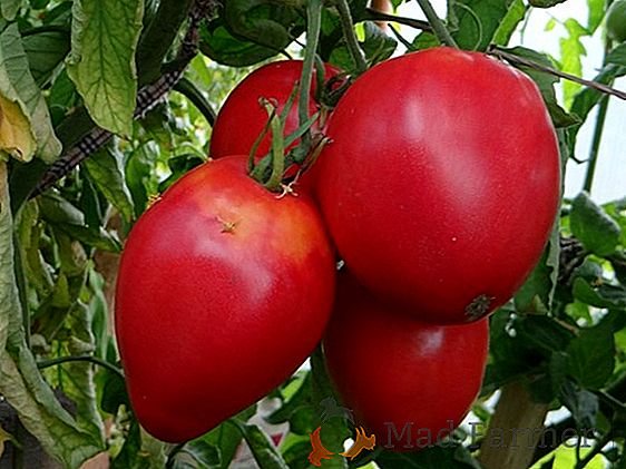 Tomate proviene de Moldavia - descripción y características del tomate "Fakel"
