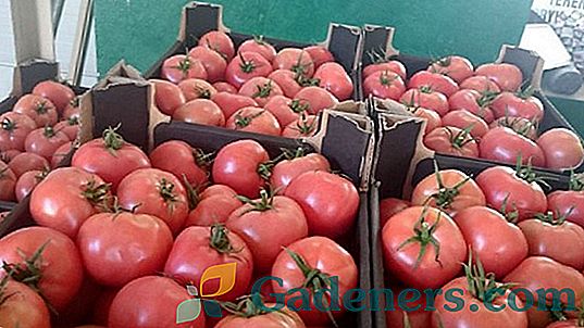 Krema od rajčica: karakteristična i opis najboljih sorti