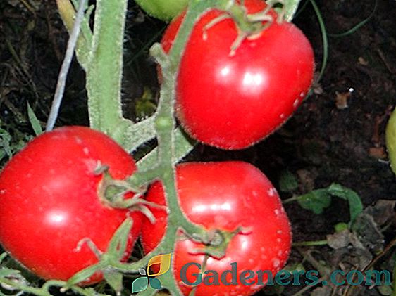 Pomidorų Dubrava: veislės aprašymas ir auginimo ypatumai