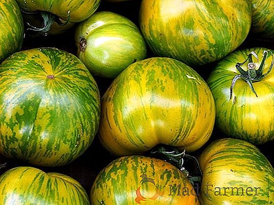 Tomate exotique - tomate "Orange" description de la variété, caractéristiques, rendement, photo