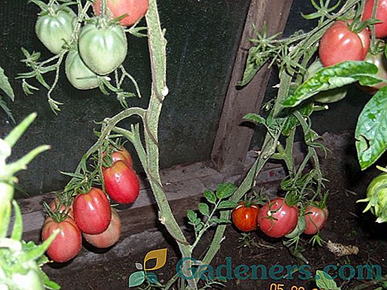Tomato Caspar: opis sorte i preporuke za uzgoj