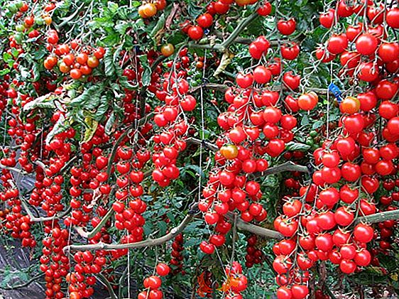Pomodoro-capretto per residenti estivi e residenti urbani - descrizione: varietà di pomodori "Nevsky"