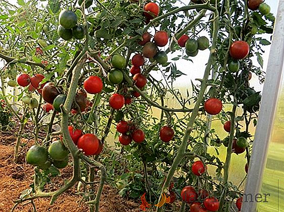 Tomate "Kumato": descripción de la variedad de tomates negros, recomendaciones para el cultivo