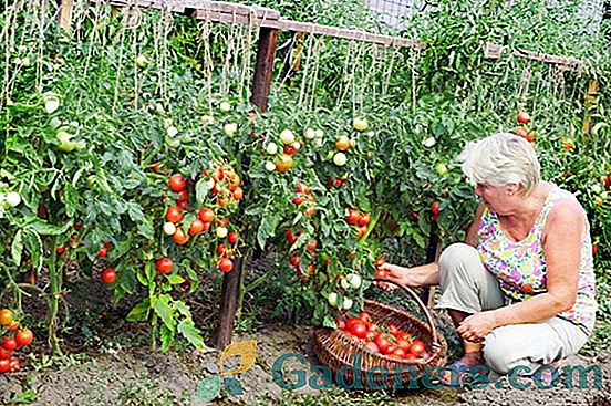 Tomato Moscow delicacy: sorta opis in rastoče značilnosti
