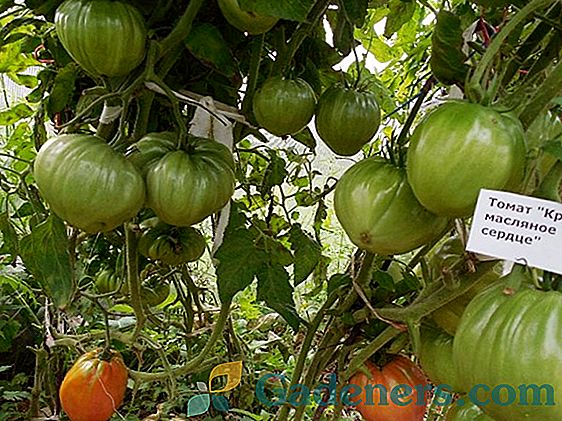 Pomidoras Raudonas-raudonas: veislės aprašymas ir sėklų auginimo technologija