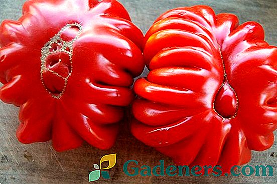 Pomidorų raketos: veislės aprašymas ir padažų įvedimo schema