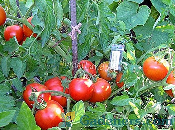 Srebrna rajčica rano sazrijevaju: opis sorte i tehnologija skrbi