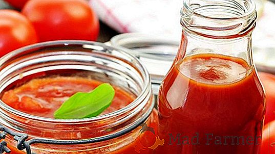 Colheita e variedade comprovada de tomate - "Heart of Ashgabat"