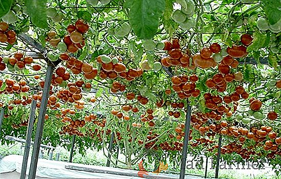 Дърво от домати "Sprat Cream F1": подправяне, характеристики на домат и снимка на сорта