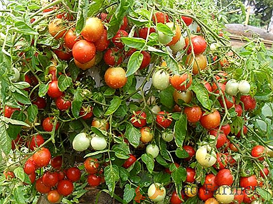 Описание на популярното разнообразие и тайните на отглеждане - черешово домати Черешово червено