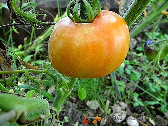 Variedad de tomate Obra maestra de Altai