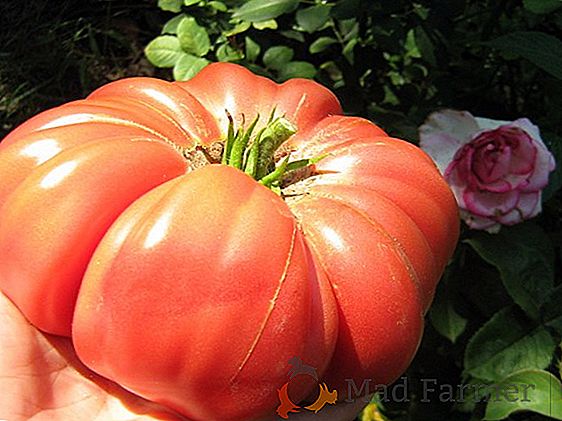 Tomate variedade "Lokomotiv" - fácil de cuidar e saboroso tomate, sua descrição e características