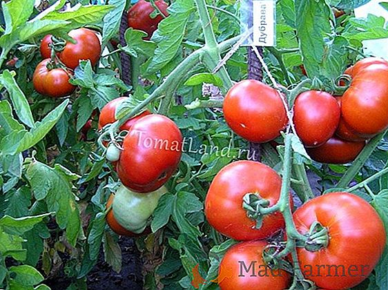 Odroda rajčiaka "Dubrava" pre otvorené terény: charakteristika a popis paradajok "Dubok", kultivácia, choroby a rysy ovocia