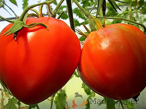 Rozmanitosť rajčiakov "Pohádkový darček": popis a výnos, výhody a nevýhody rajčiakov, náchylnosť na škodcov