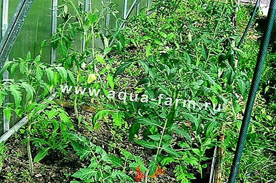 Tomate Tomate Trufa japonesa negra - un tomate con una buena reputación para su invernadero