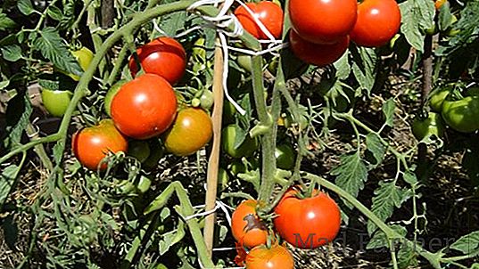 Odmiana pomidorowa "Riddle": charakterystyka, opis i zdjęcia pomidorów ultra dojrzewających