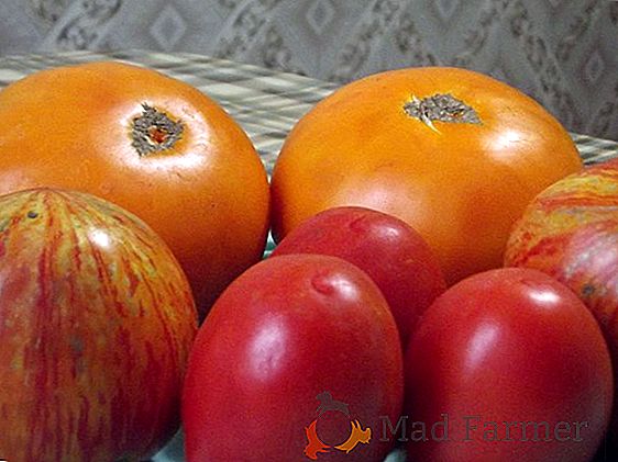 Odmiana pomidora "Rio Grande" - klasyka ogrodu: opis i charakterystyka odmiany pomidora
