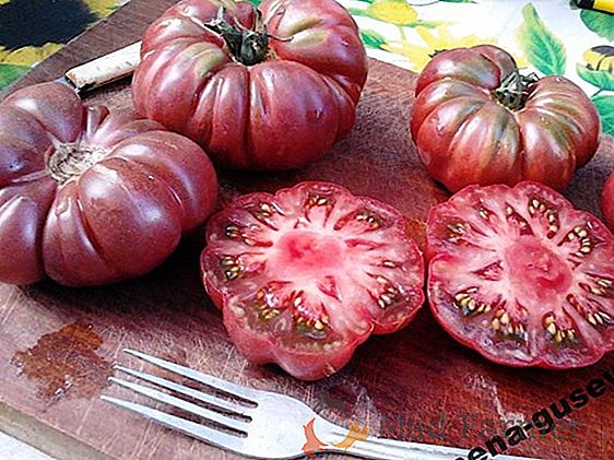 Pomidor klasy o doskonałym smaku - pomidor "Miód"