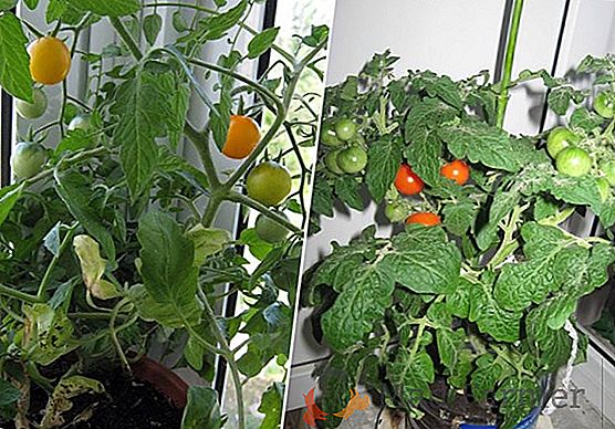 Tomate que se puede cultivar en el balcón - tomate "Titán": foto y descripción general
