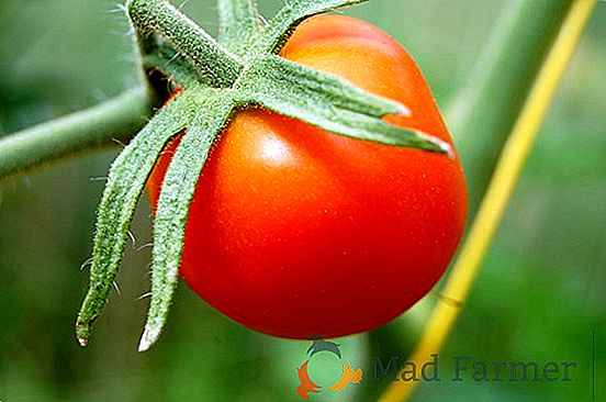 Tomate, qui ne manquera jamais "Mobil": une description et une photo de la variété moyen-précoce
