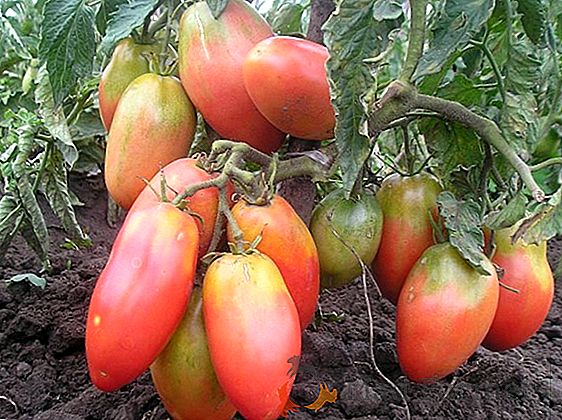 Pomidor o pięknej nazwie "Balerina": zdjęcie i opis odmiany