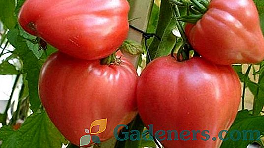Pomidory bycze serce: charakterystyka odmian i reguły wzrostu