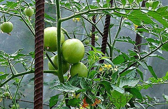 Tomates en el invernadero: mulching