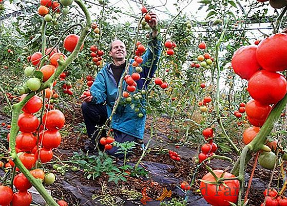 Tomates en serre en polycarbonate: plantation, plan d'atterrissage, distance, préparation du sol, dates de plantation et âge des plantules, photo
