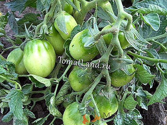 Tomates "Masha Doll": caractéristiques et description de la tomate F1