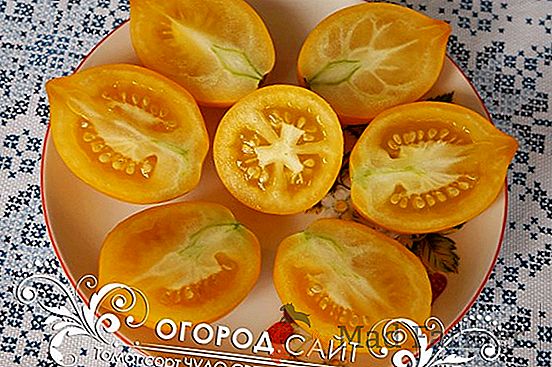 Tomates "Miracle du Monde" - un mélange de beauté et de performance, description, caractéristiques, photo
