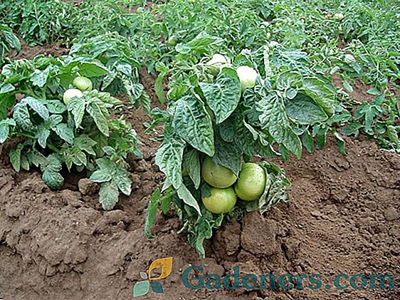 Odmiany pomidorów Intuicja: charakterystyka i zasady uprawy