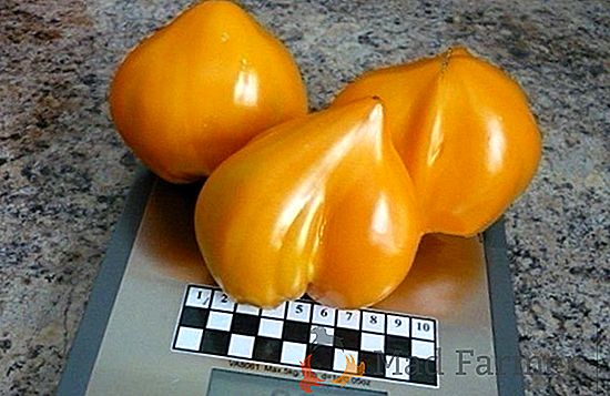 Rajčica koja može biti alergična - rajčica "Orange Heart": fotografija, opis i glavna obilježja