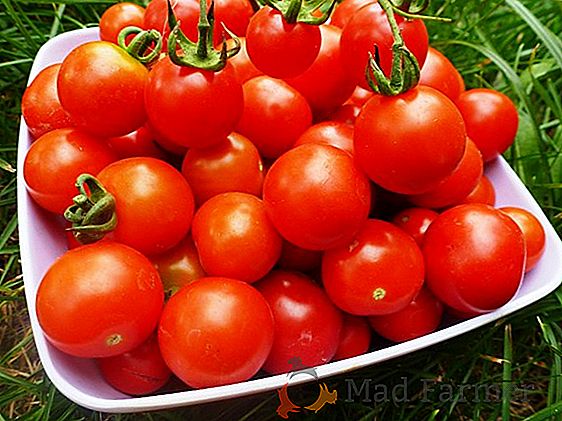 Pomodori che vivono bene nella serra - ibridi "Kish mish red"