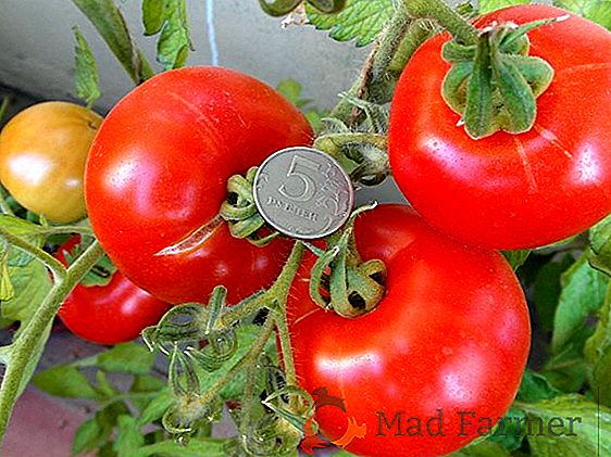 Tomates, que se pueden cultivar en toda la Federación Rusa - "Bull Orange Heart"