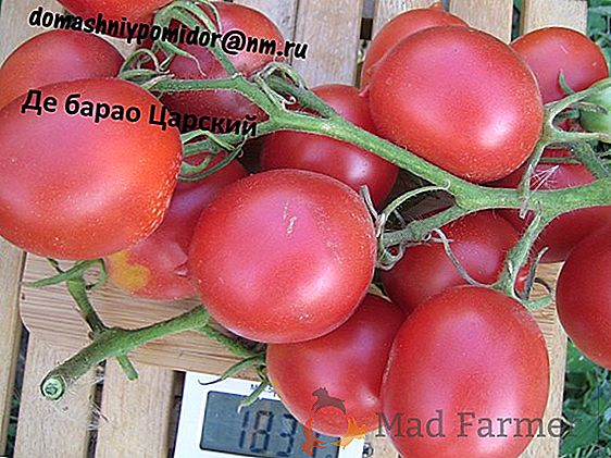 El tomate de la marca zar "el Gorro de Monomah" - excelente, el tomate de mesa