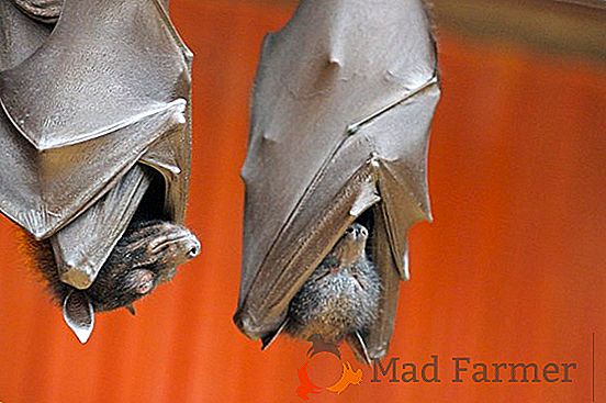 Tipos de morcegos: vampiro, branco, frutado, porco, buldogue e outros
