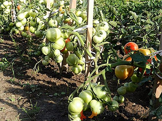 O tomate universal de maturação precoce "Creme de mel" vai agradar ao produtor com uma excelente colheita de deliciosos tomates