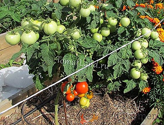Uniwersalny pomidor "Czerwona strzałka" - opis odmiany, plon, uprawa, zdjęcie
