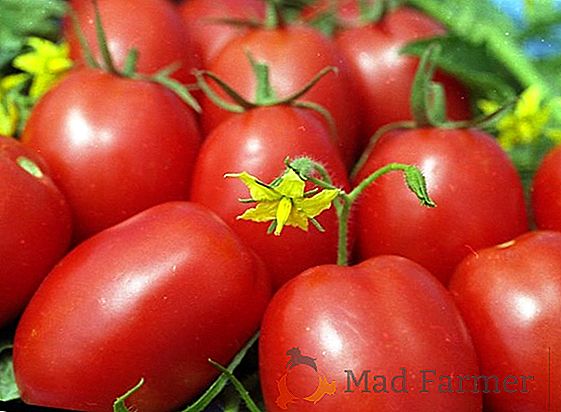 Tomates universelles pour toutes les régions de Russie - tomate "Banana Red": une description de la variété et des photos
