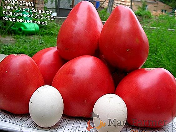 Varietà universale di pomodoro "miracolo salato" - caratteristiche, descrizione, raccomandazioni per la cura