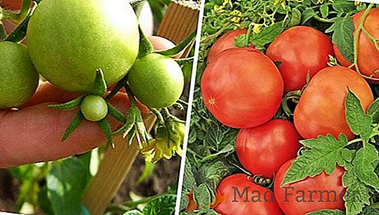 Nesúrodená paradajka "Andromeda" F1 (zlatá alebo ružová Andromeda): popis a popis rajčiakov, foto zrelého ovocia