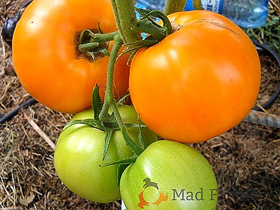 Неприхотливый помидор с чудесным сочным вкусом - сорт томата "Малиновый слон": фото, описание и нюансы выращивания