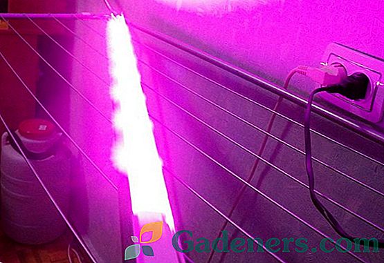 Používanie diód LED a fytosanitárnych rastlín